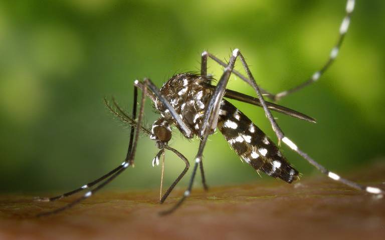 Autoridades se mantienen alerta ante casos dengue y Covid-19 thumbnail