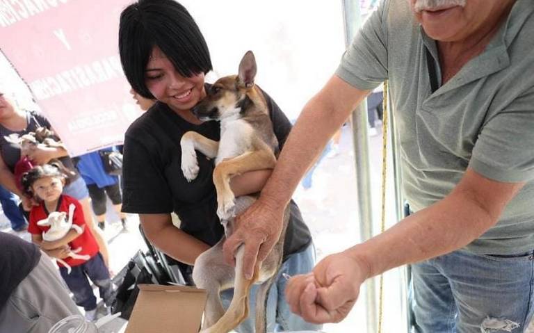 Ecología vacunó 400 mascotas durante la Cruzada por Juárez thumbnail