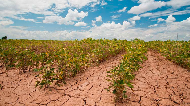 Se adapta sector agroalimentario mexicano a los desafíos climáticos y de comercialización thumbnail