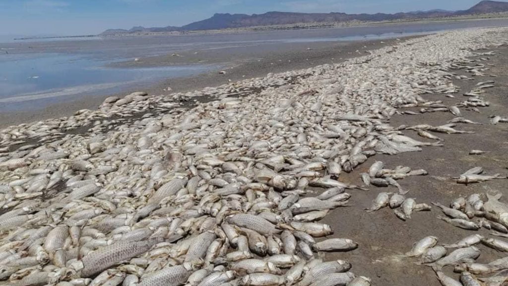 La-peor-tragedia-climatica-y-ecologica-ocurrida-en-Anahuac-Chihuahua thumbnail